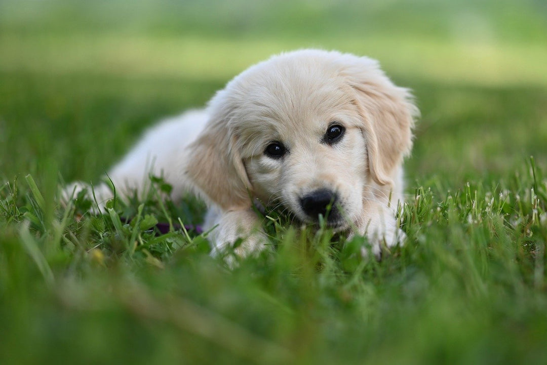 Pet Warning: Cocoa Mulch Could Be Deadly for Dogs & Cats – What Every Pet Owner Must Know