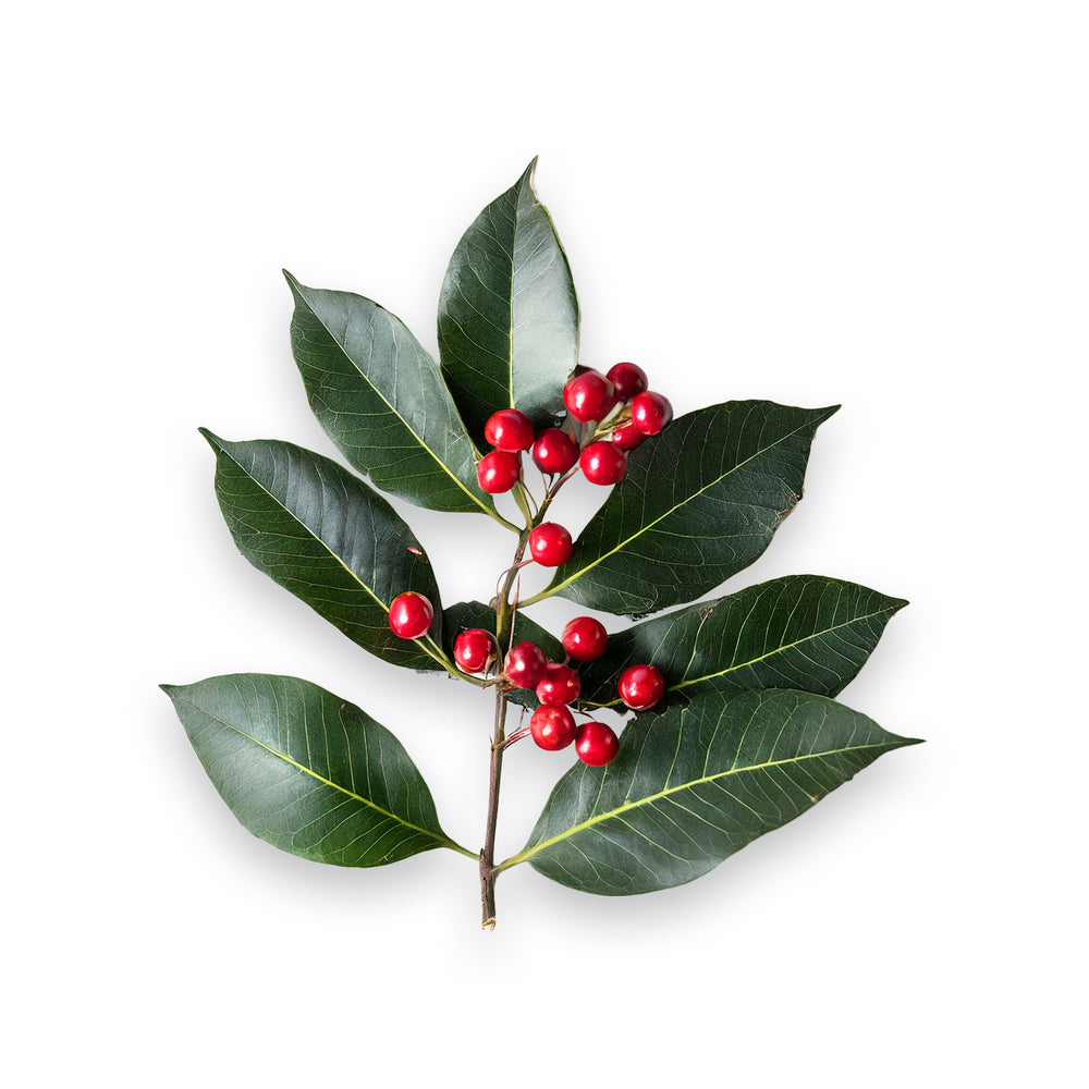 Enjuague bucal Essential Oxygen de 3 oz que promueve un aliento fresco y la salud bucal.