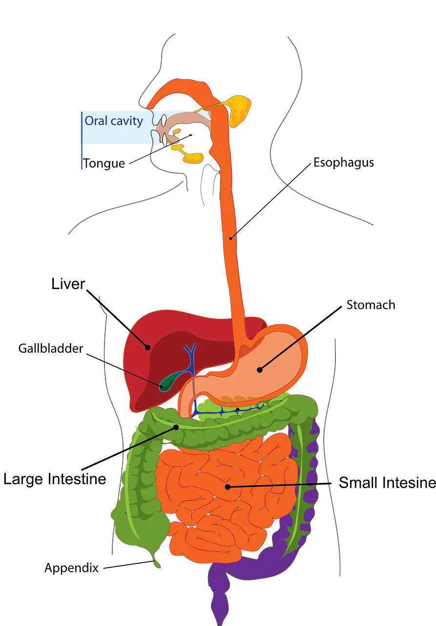 Is Your Gallbladder Causing Digestive Issues?