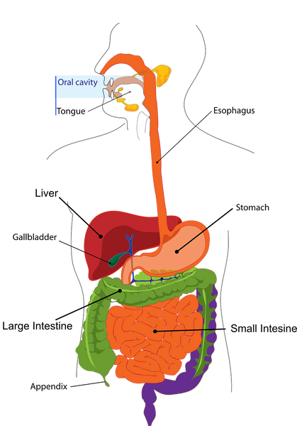 Is Your Gallbladder Causing Digestive Issues?