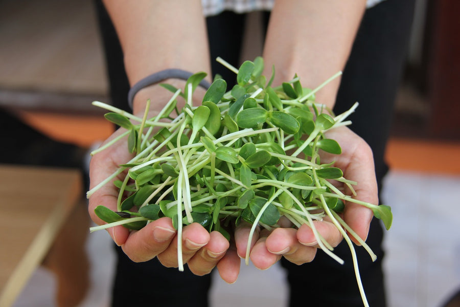 10 Reasons To Love Sprouts (Plus DIY Sprouting At Home)