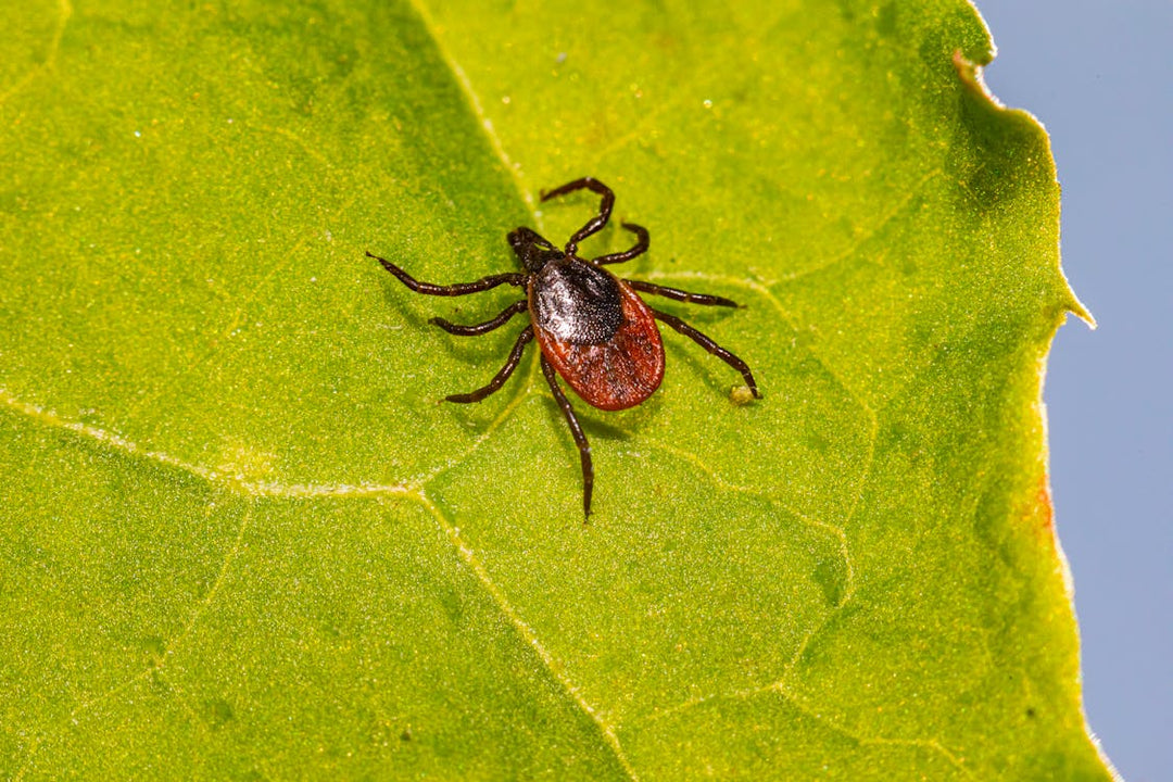 Stevia Kills Lyme Disease Pathogen Better Than Antibiotics (Preclinical Study)