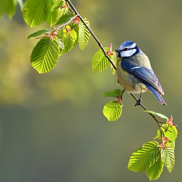 Can Bird Watching Boost Your Mental Health?