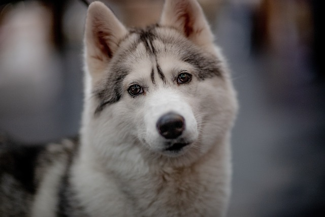 Is Cocoa Mulch a Danger to Dogs?