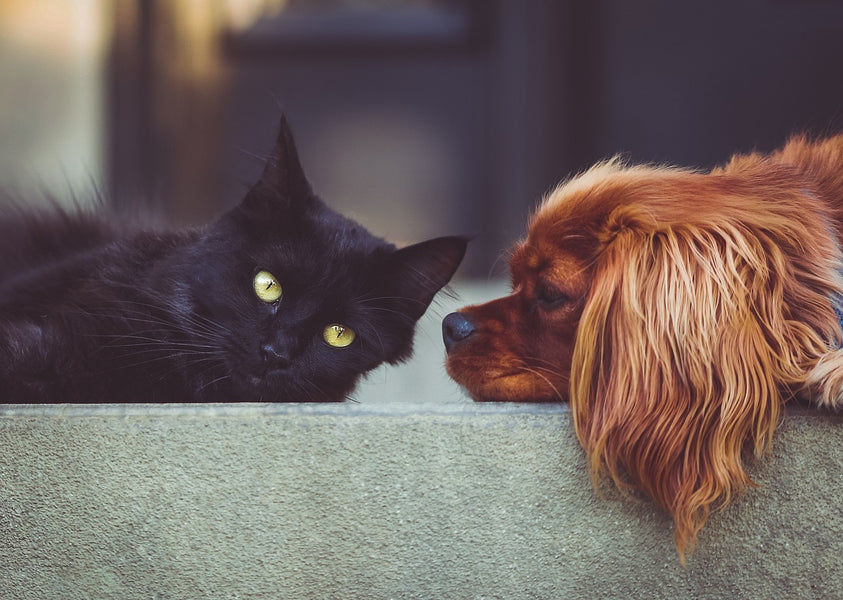 How to Keep Your Pets Safe During the Holidays | Essential Pet Safety Tips