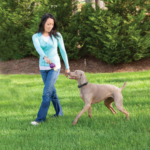 PetSafe Free to Roam Wireless Fence