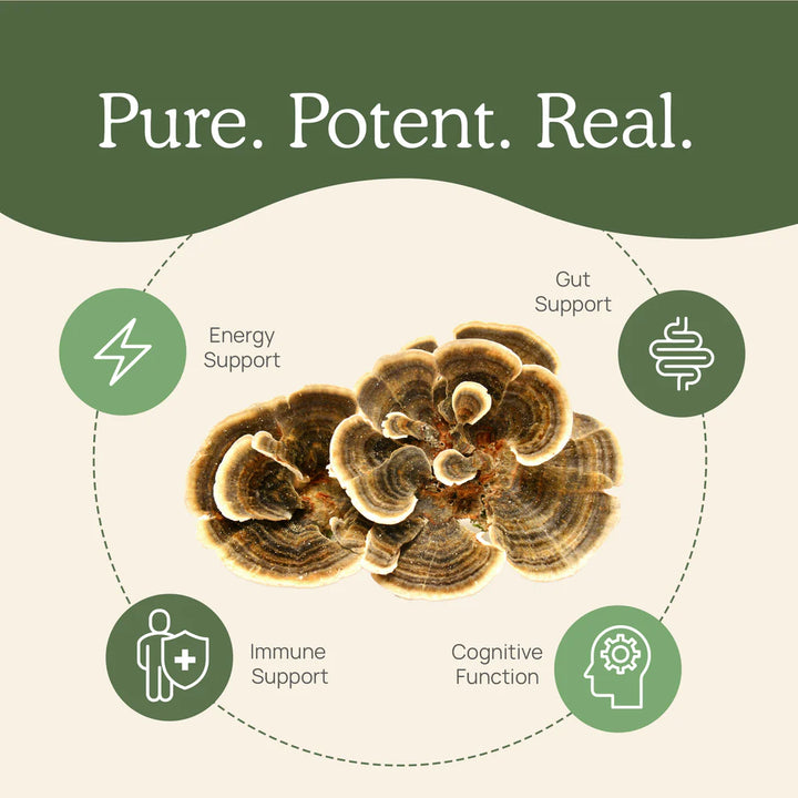 Extracto de cola de pavo con hongos auténticos, refuerzo inmunitario y bienestar natural, 90 cápsulas