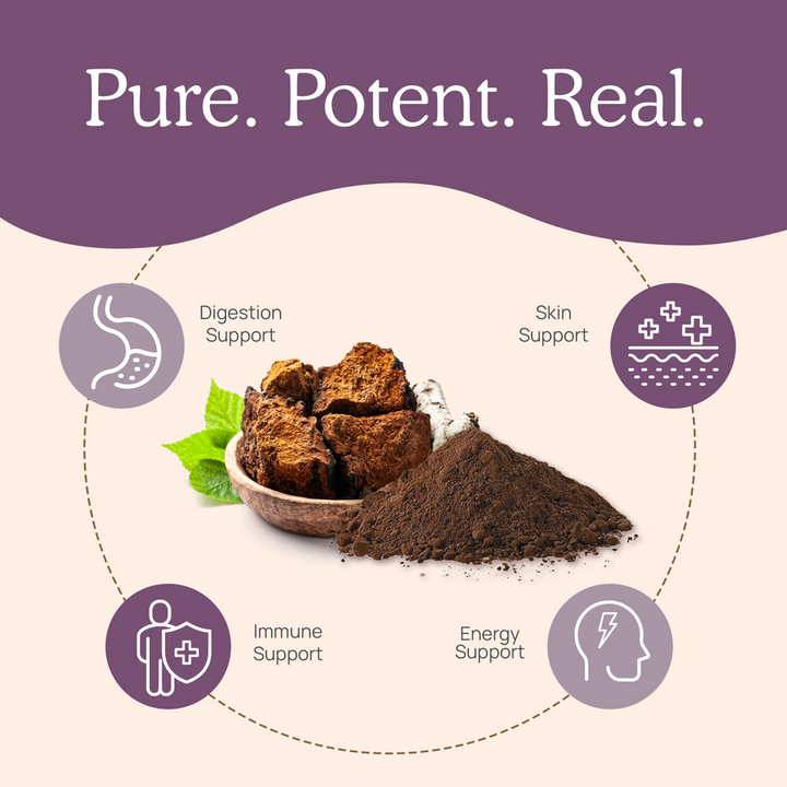 Extracto de Chaga en polvo de hongos reales (60 gramos) para reforzar el sistema inmunitario. Sin gluten.