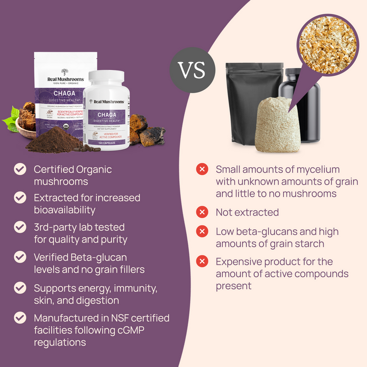 Extracto de Chaga en polvo de hongos reales (60 gramos) para reforzar el sistema inmunitario. Sin gluten.