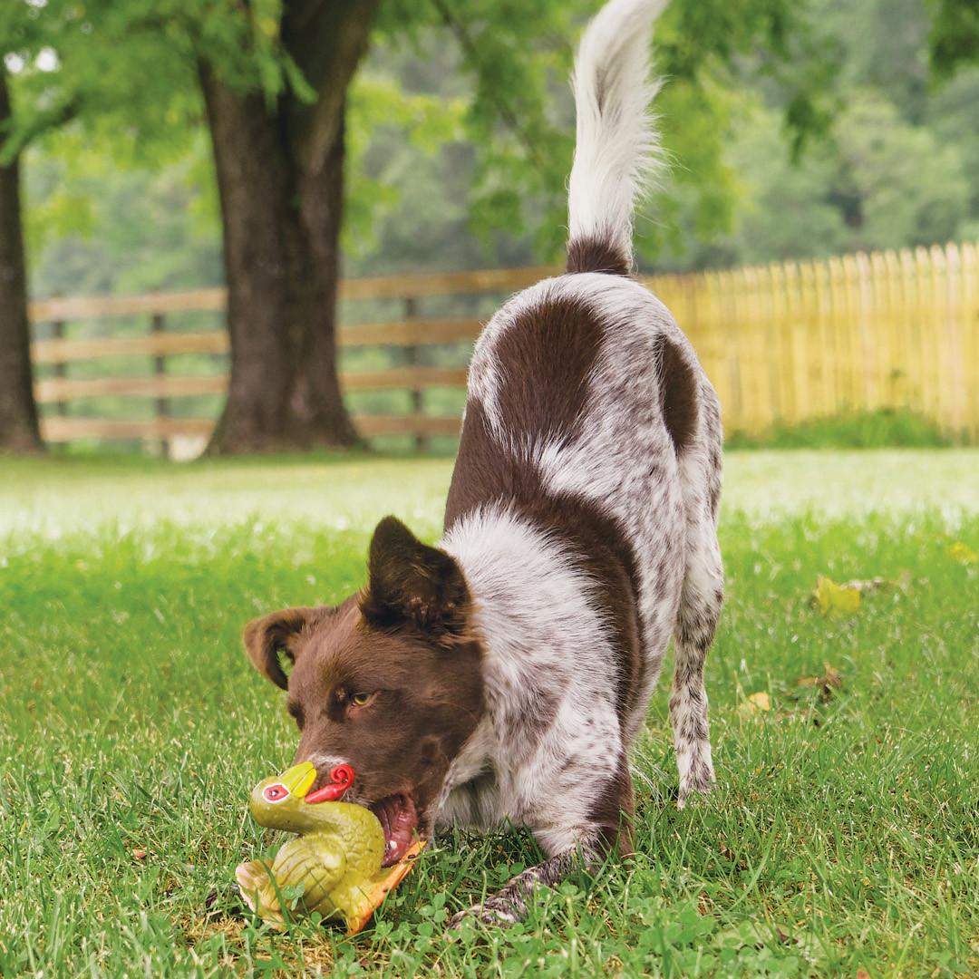 Juguete interactivo para perros PetSafe Sportsmen de látex Meeze Turkey, divertido y dispensador